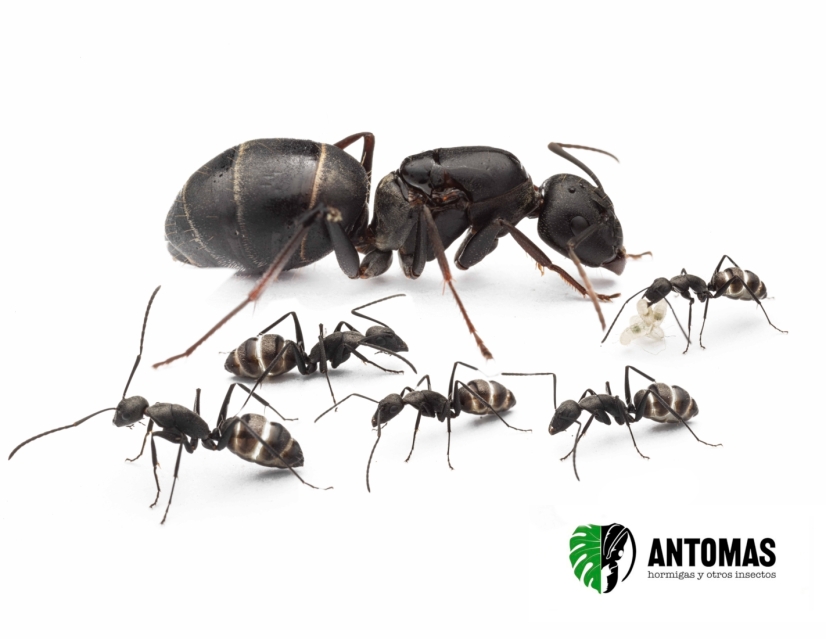 Camponotus micans