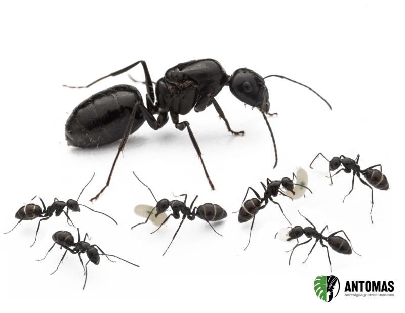 Camponotus foreli
