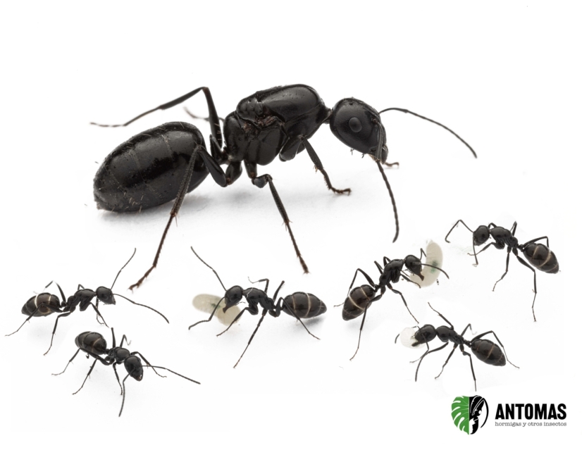 Camponotus foreli