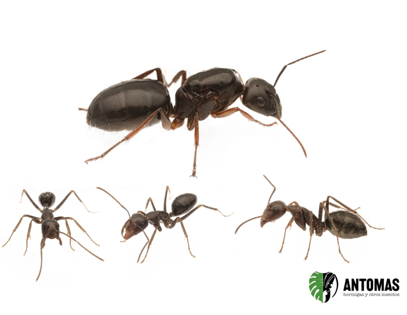 Camponotus largiceps