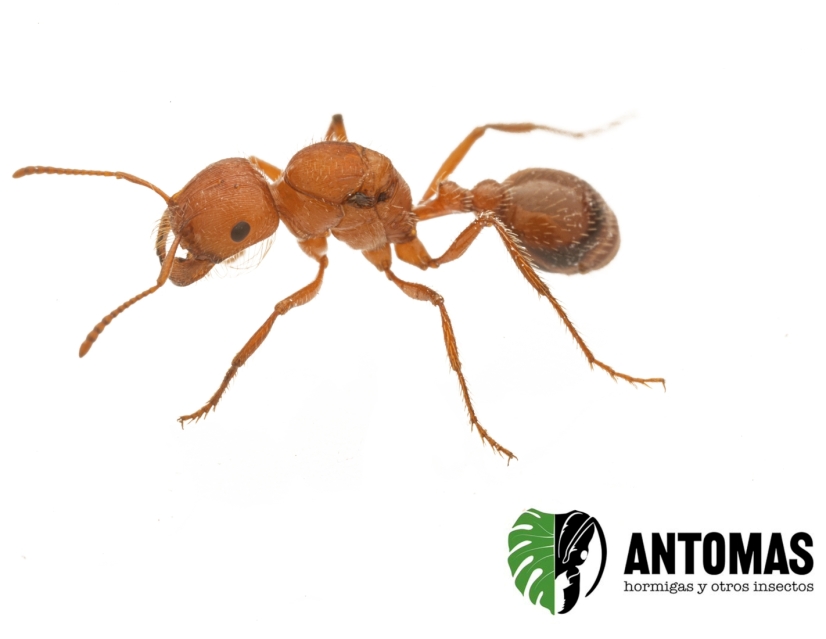 Pogonomyrmex californicus