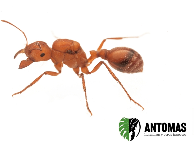 Pogonomyrmex maricopa | Maricopa-Ernteameise | Antomas