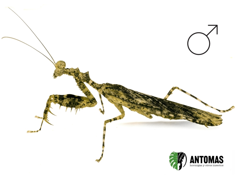 Majangella carli