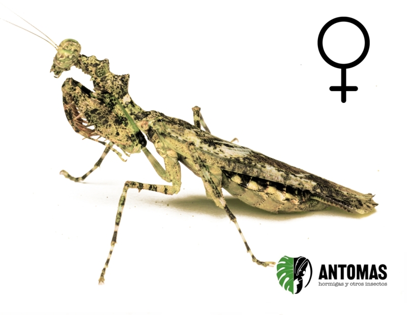 Majangella carli - Mantis Musgo 2