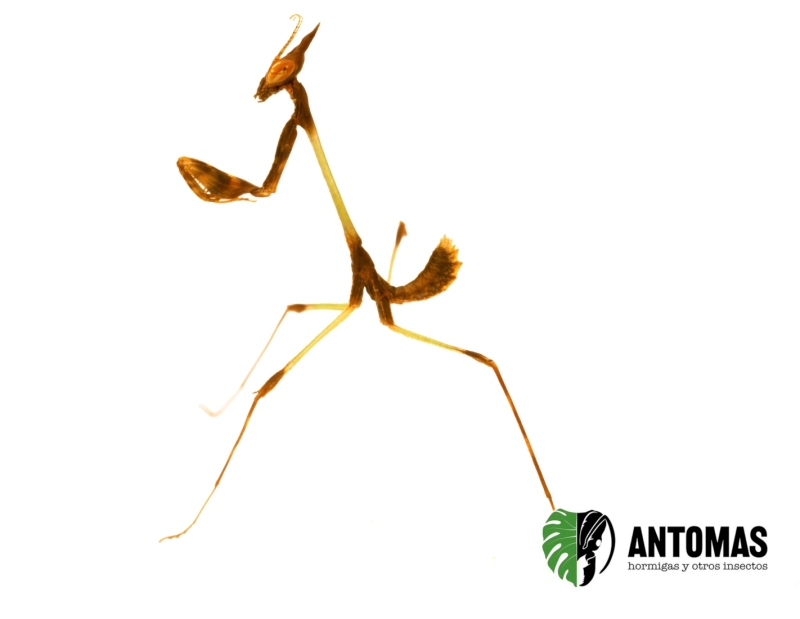 Idolomorpha | Comprar Mantis Alien | Antomas