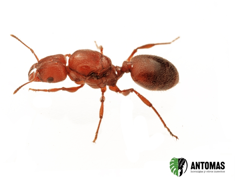 Pheidole titanis