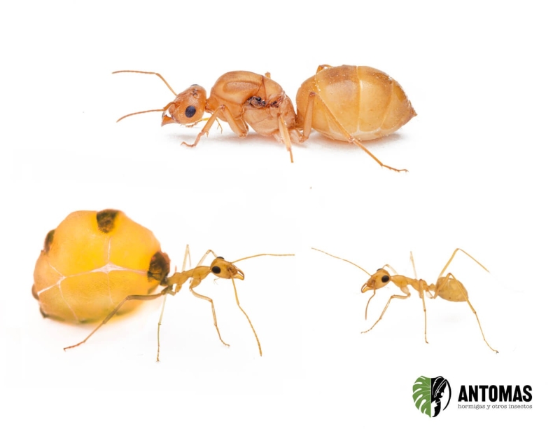 Myrmecocystus mexicanus | Comprar y cuidados | Antomas 2