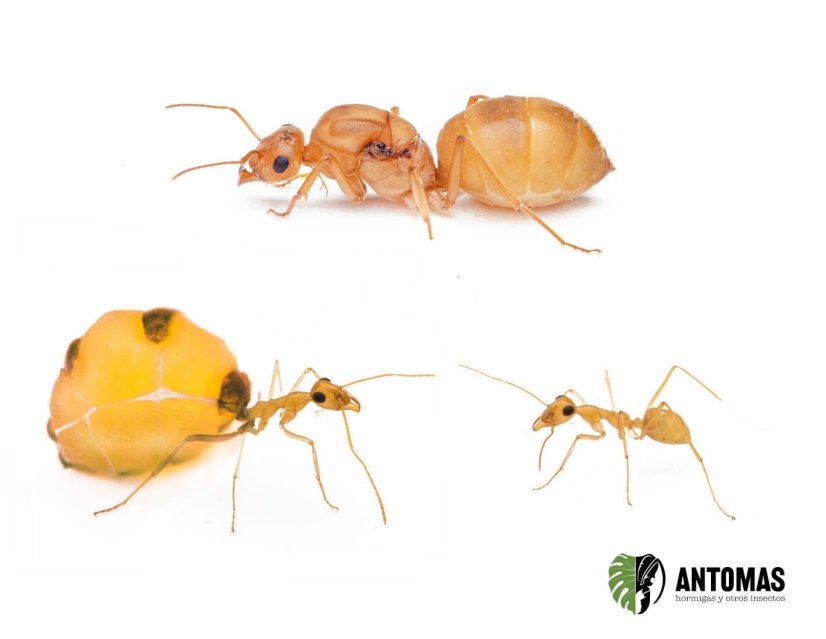 Myrmecocystus mexicanus | Comprar y cuidados | Antomas