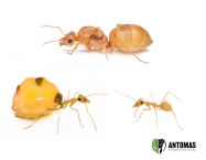 Myrmecocystus mexicanus | Comprar y cuidados | Antomas