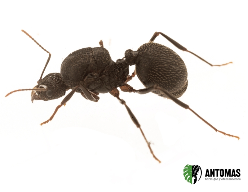 Aphaenogaster  geei