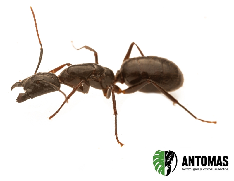 Camponotus sp "guangxi"