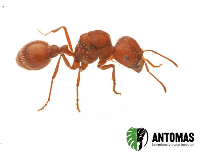 Pogonomyrmex badius