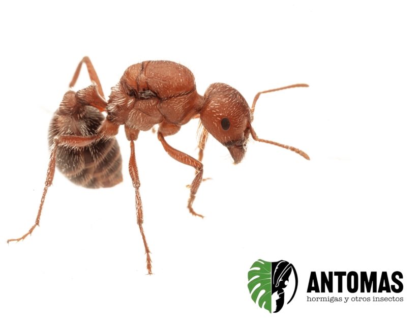 Pogonomyrmex bicolor