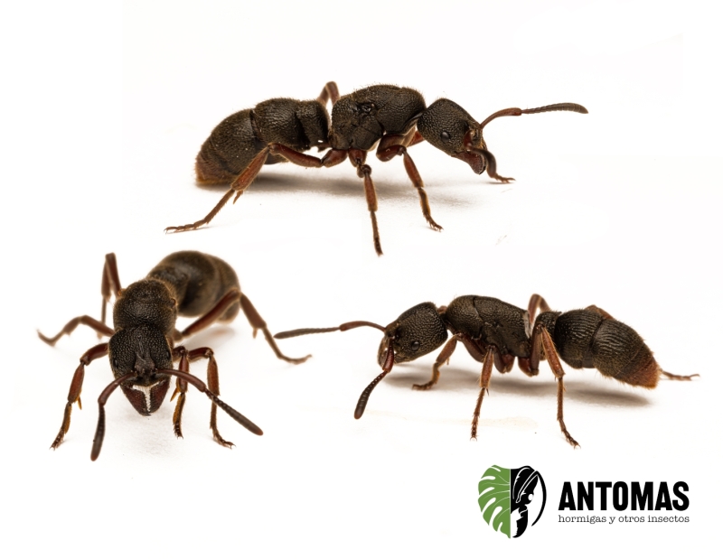 Pseudoneoponera rufipes - Hormiga Sulfúrica