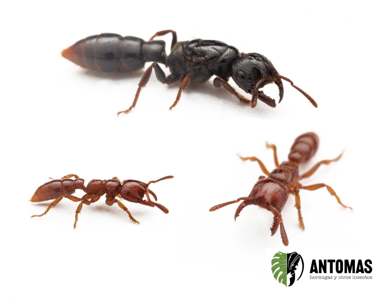 Myopopone castanea - Hormiga desolladora