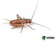 Acheta domesticus - Grillo
