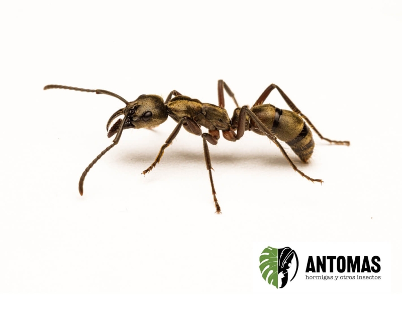 Neoponera villosa - Hormiga Pantera