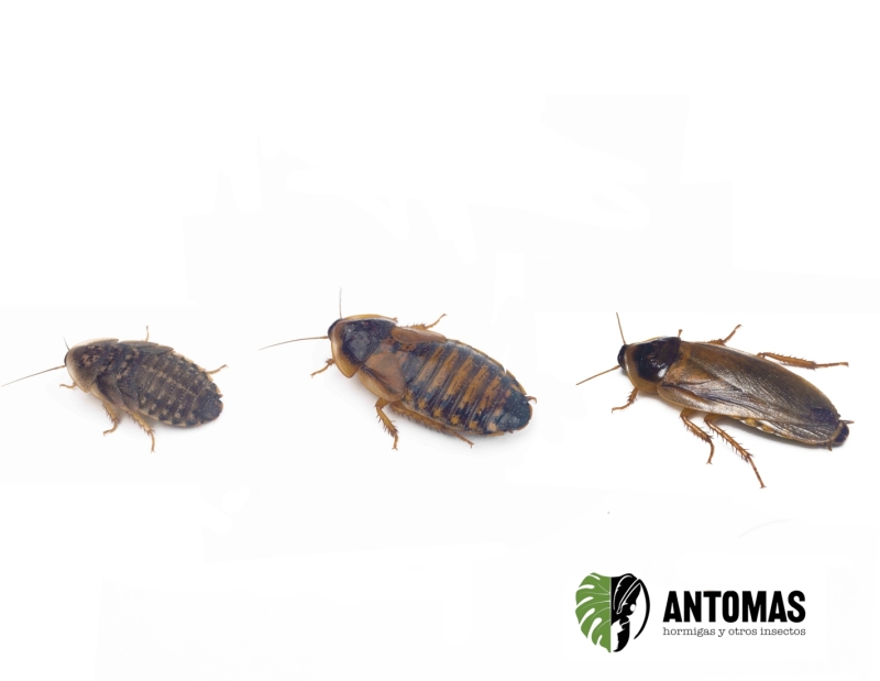 Blaptica dubia