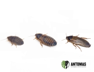 Blaptica dubia