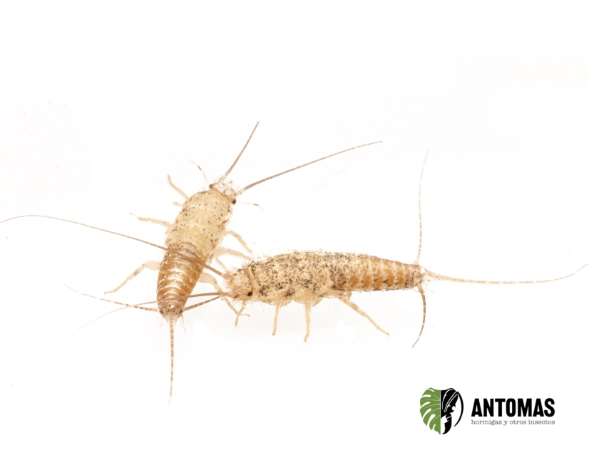 Thermobia domestica - Pececillo de Plata