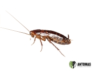 Shelfordella lateralis - Cucaracha Runner