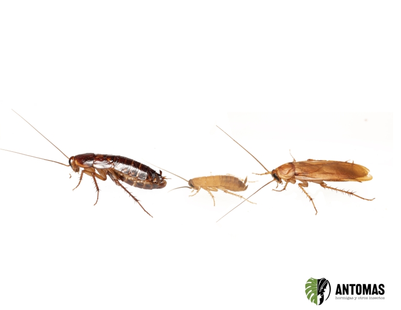 Shelfordella lateralis - Cucaracha Runner