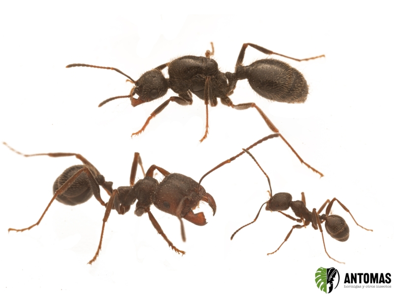 Messor ibericus - Hormiga Recolectora Xenópara