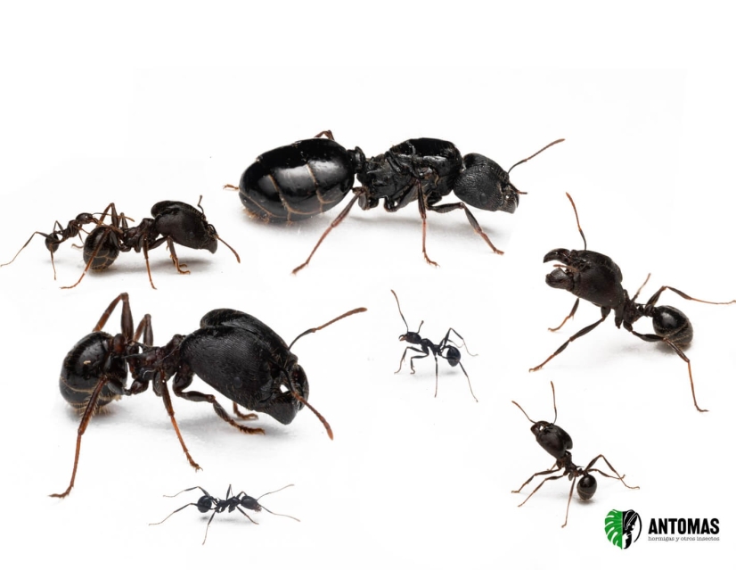 Pheidole rhea - Hormiga Titanica