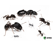 Pheidole rhea - Hormiga Titanica