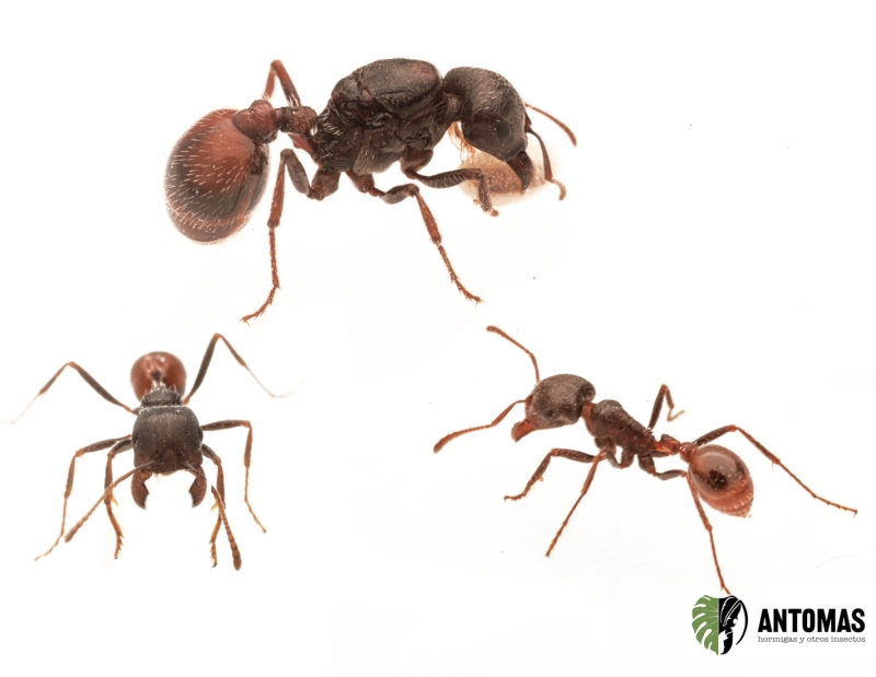 Pogonomyrmex rugosus Hybrid