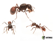 Pogonomyrmex rugosus Hybrid - Hormiga Cosechadora Rugosa Hibrida