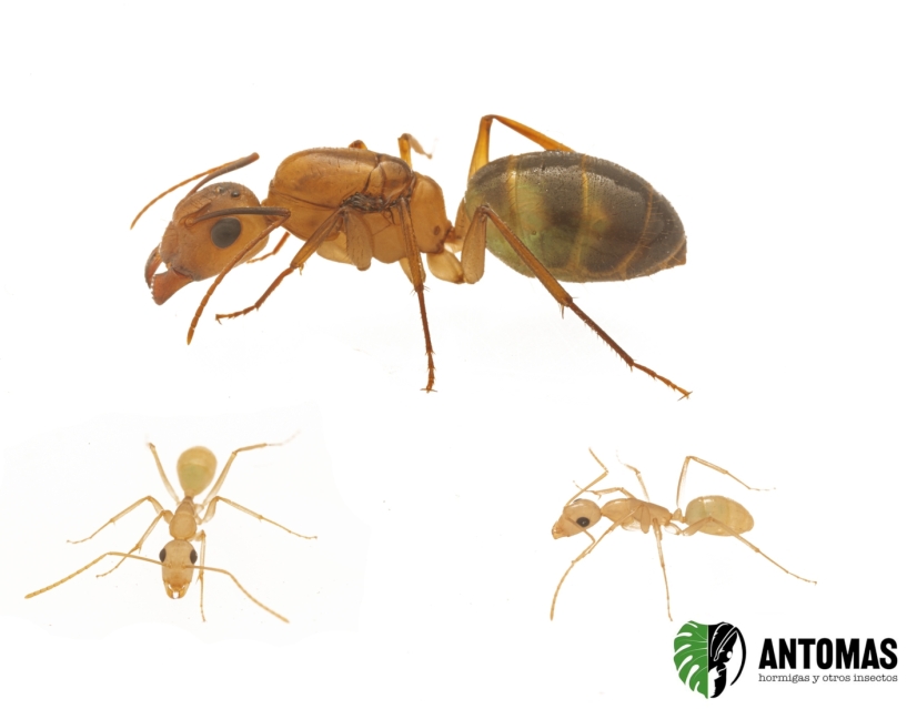 Camponotus fragilis