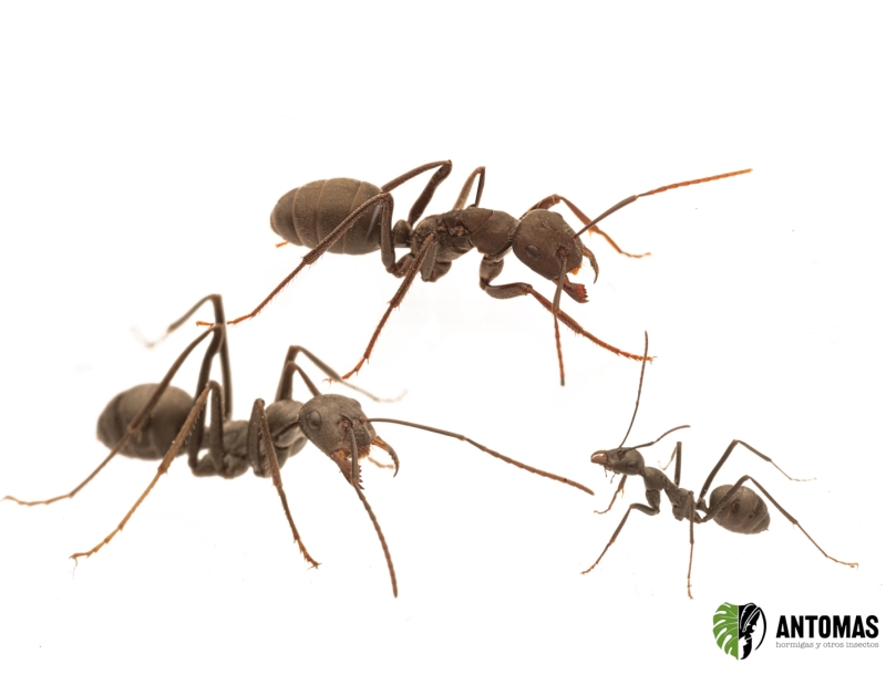 Cataglyphis hispanica