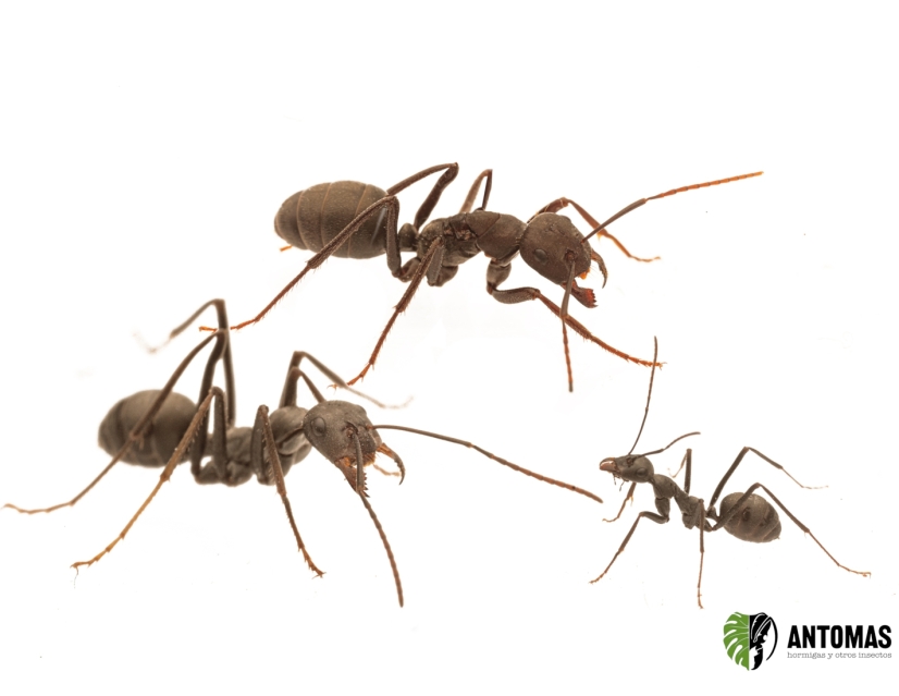 Cataglyphis hispanica