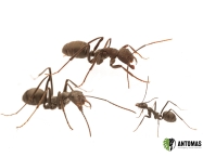 Cataglyphis hispanica