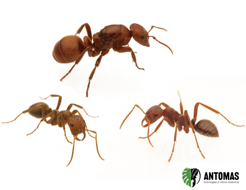 Polyergus rufescens