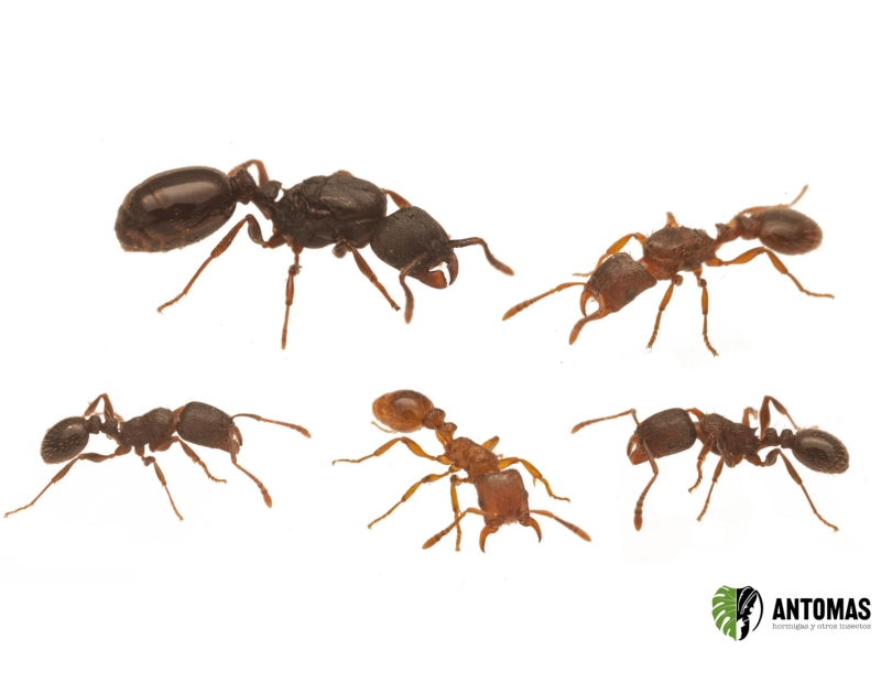 Strongylognathus testaceus - Hormiga Usurpadora