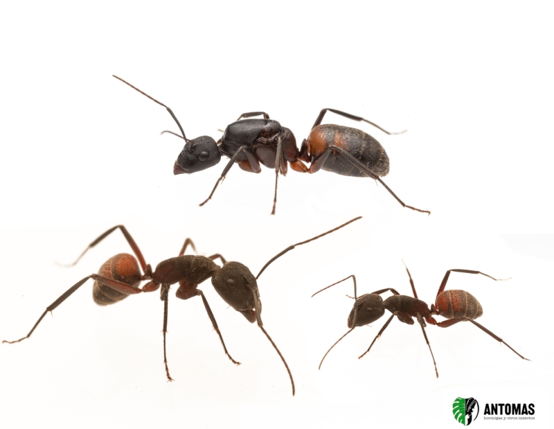 Camponotus cruentatus | Comprar y cuidados | Antomas
