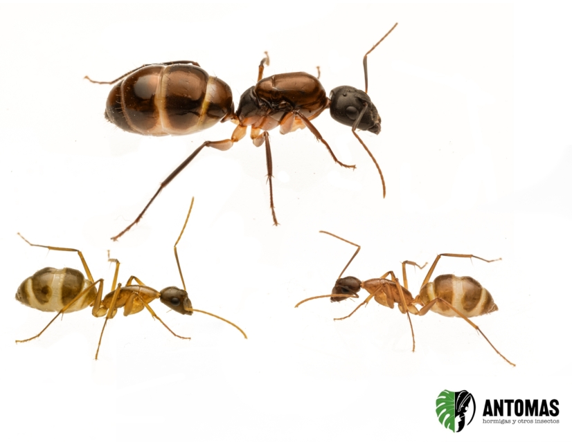 Camponotus sp "Mini-Maculatus"