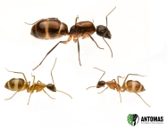 Camponotus sp "Mini-Maculatus"