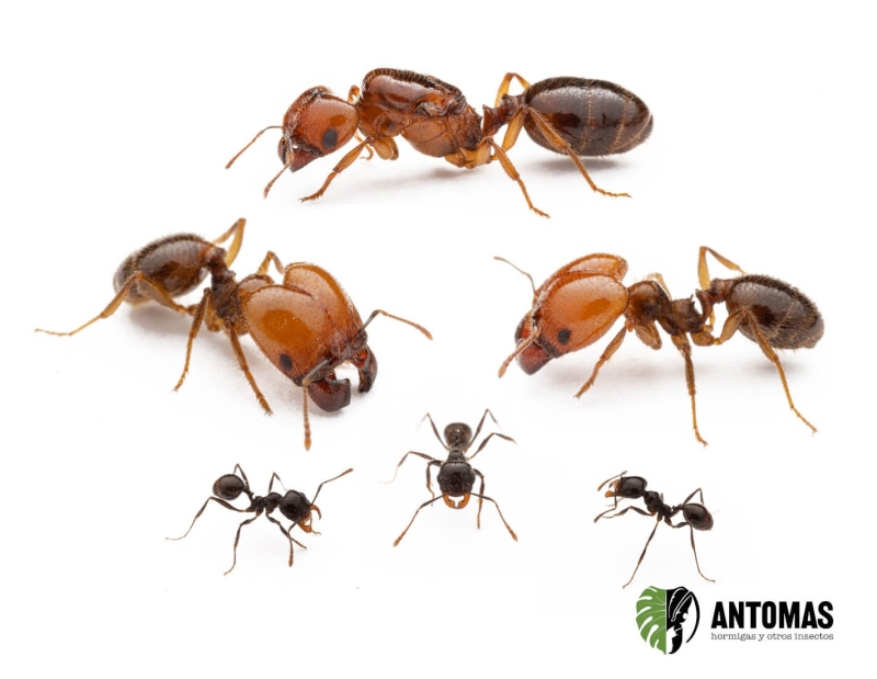 Pheidole militicida - Hormiga de Combate