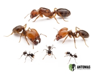 Pheidole militicida - Hormiga de Combate