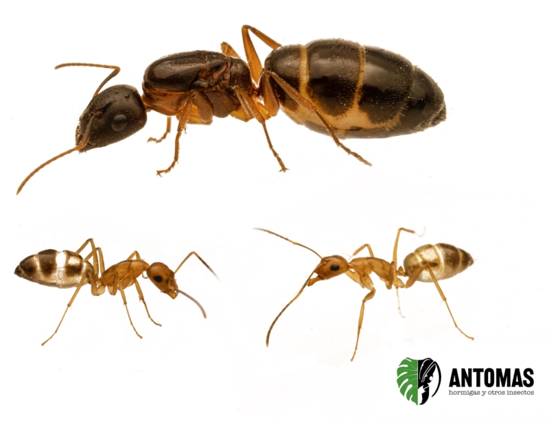 Camponotus pseudoirritans