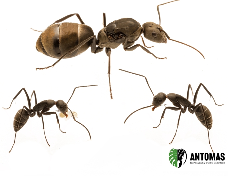 Camponotus parius