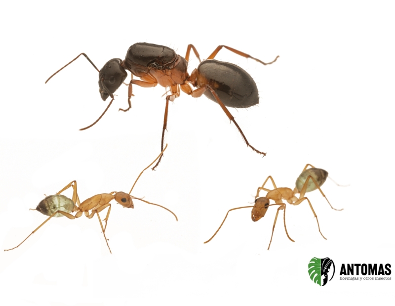Camponotus sanctus