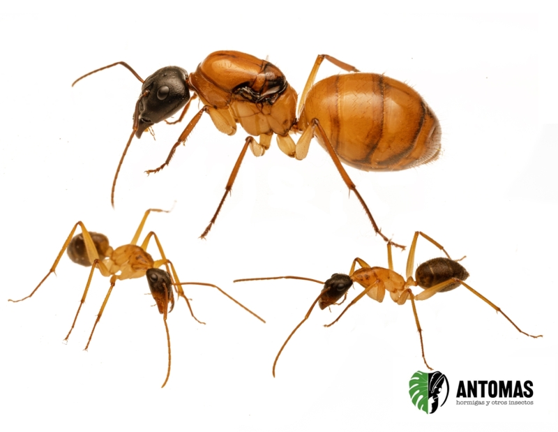 Camponotus eastwoodi