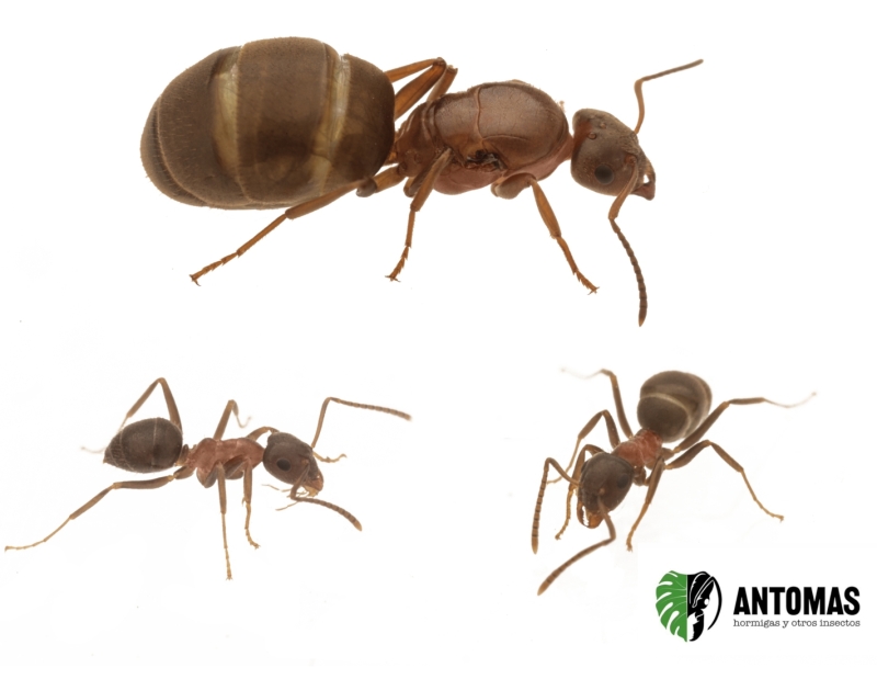 Lasius emarginatus