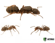 Liometopum microcephalum
