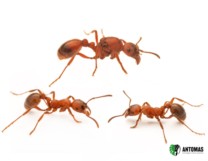 Manica rubida