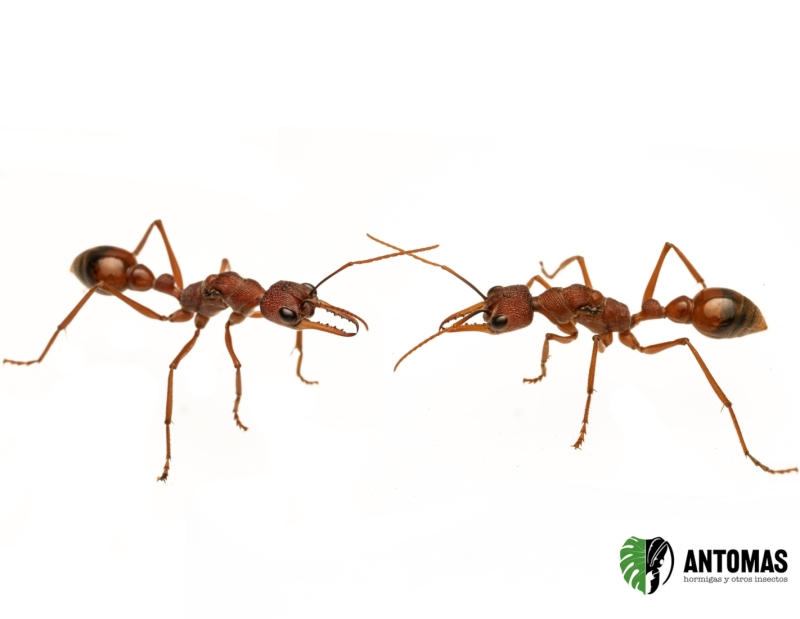 Myrmecia nigriscapa